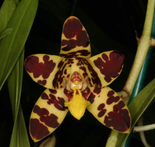 Ansellia Africanaana